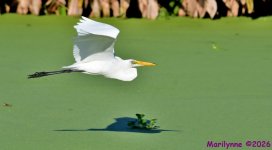 DSC_2271_001.JPG