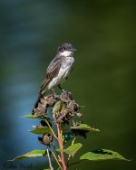 D50_9562.jpg