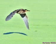DSC_2368_001.JPG