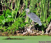 DSC_2374_001.JPG