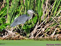 DSC_2379_001.JPG