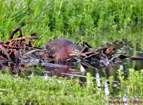 DSC_2427_001.JPG