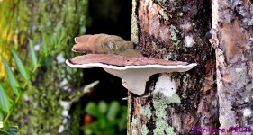 DSC_2455_001.JPG