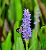 DSC_2486_001.JPG