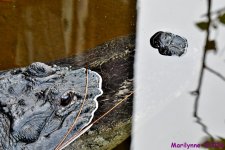 DSC_2528_001.JPG