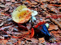 DSC_2536_001.JPG