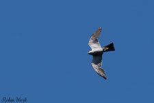 D50_9589.jpg