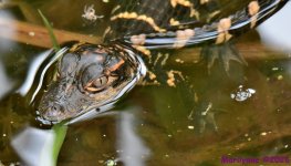 DSC_2544_001.JPG