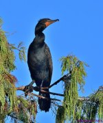 DSC_2572_001.JPG