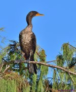 DSC_2577_001.JPG