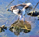 DSC_2592_001.JPG