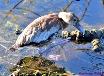 DSC_2616_001.JPG