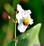 DSC_2635_001.JPG