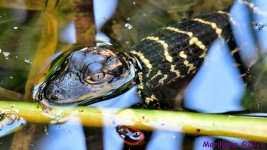 DSC_2654_001.JPG