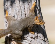 SquirrelClimb-752.jpg