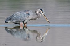 GBHTwoferDropCatch-752.jpg