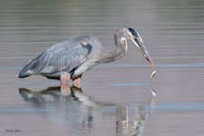 GBHTwoferDropCatch-754.jpg