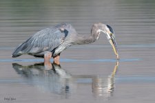GBHTwoferDropCatch-755.jpg