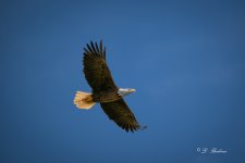 DSC_9369.jpg