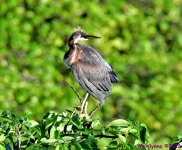 DSC_2746_001.JPG