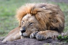 _DSC1845_lion_bryanpereira.JPG