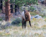 ElkBugle-762.jpg