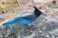 StellersJay-756.jpg