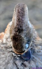 DSC_2865_001.JPG