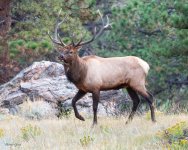 Elk-755.jpg