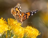 PaintedLady-754.jpg
