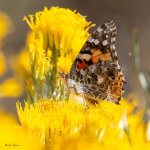 PaintedLady-756.jpg