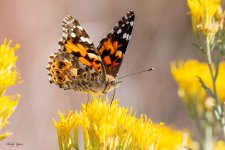 PaintedLady-757.jpg