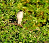 DSC_2960_001.JPG