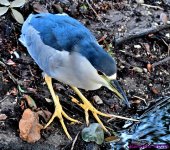 DSC_2979_001.JPG