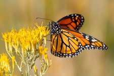 Monarch-755.jpg