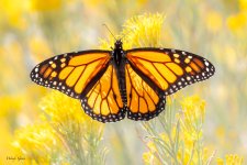 Monarch-757.jpg
