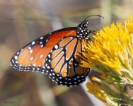 Monarch-758.jpg
