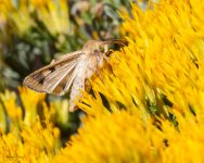 Butterfly-755.jpg