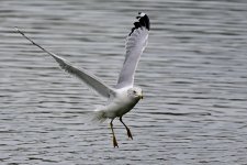 Z63_0137R_Cl_cr_sm.jpg