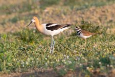 AvocetKilldeer-755.jpg