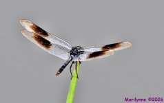 DSC_3056_001.JPG