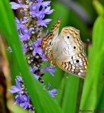 DSC_3075_001.JPG