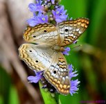DSC_3093_001.JPG