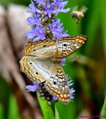 DSC_3092_001.JPG