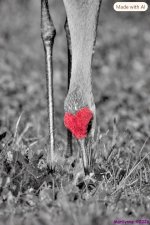 Sandhill Crane selective color_001_001.JPG