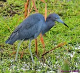 DSC_3164_001.JPG