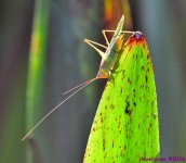 DSC_3173_001.JPG