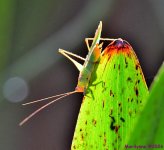 DSC_3181_001.JPG