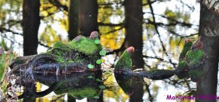DSC_3232_stitch3_001.JPG