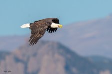 EagleFlight-757.jpg